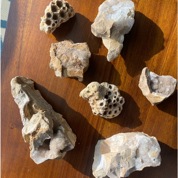 Assorted Fossils & Rocks 🪨🪸 - Picture 10 of 15